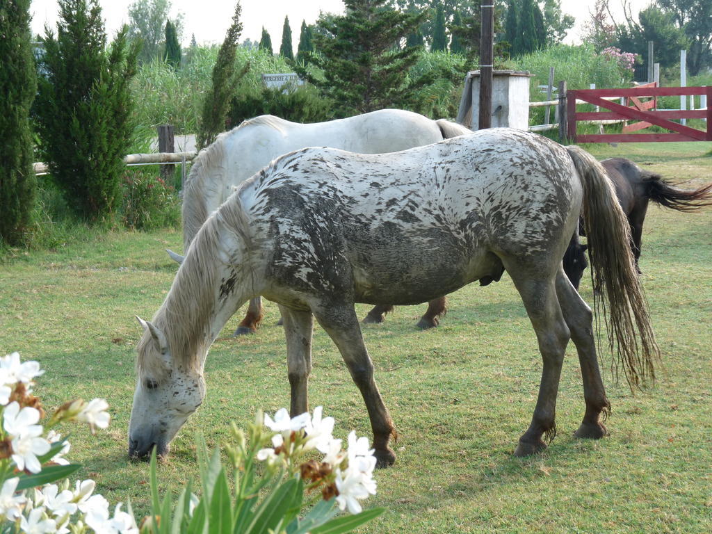 Bed and Breakfast Bergerie d'Alivon en Camargue à Albaron Extérieur photo