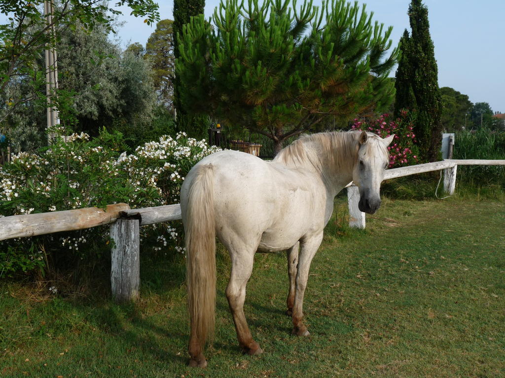 Bed and Breakfast Bergerie d'Alivon en Camargue à Albaron Extérieur photo